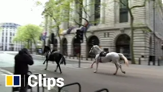 Escaped army horses run wild in central London during rush hour