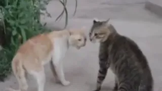 TERRIFYING STRAY CAT FIGHTING