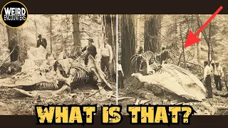 GIANT CREATURE: Could This Be Evidence of MASSIVE Creatures Still Roaming? (Investigating Reports)