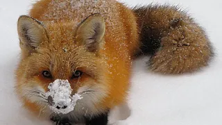 Smart little fox | Red fox