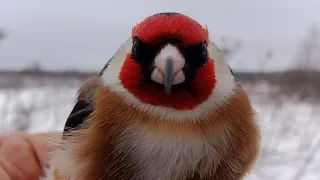 Ловля певчих птиц после снегопада. щегол снегирь. 05.12.2021