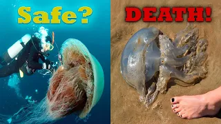YOU Won’t Survive Touching THESE Jellyfish!