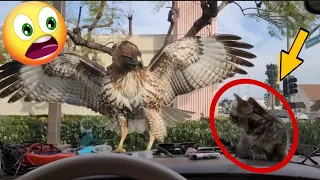 This Little Kitten 🐈 Almost eaten up by the dangerous hawk, #cat #catlover