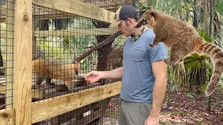 Rescued Coati Update...