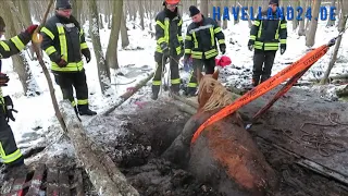Spektakuläre Rettungsaktion: Feuerwehr rettet Pferde aus Morast - Rathenow - 14.12.2022