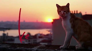 Kedi   La citt dei gatti   Trailer Italiano Ufficiale  HD