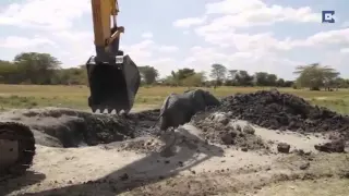 Слона, застрявшего в грязи, пришлось спасать строителям
