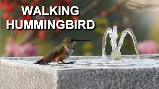Rare Footage of a Walking Hummingbird