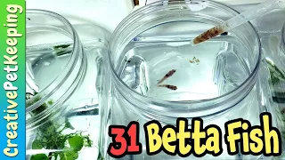 Feeding all my Betta Fish | 31 fish!