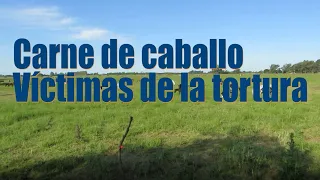 ¡Exija la prohibición de la importación de carne de caballoproducida cruelmente en el extranjero!