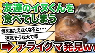 【2ch動物スレ】友達の犬くんを食べようとするアライグマ