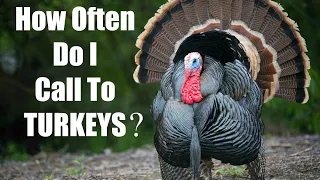 How Often to Call to Turkeys - Turkey Hunting Tips