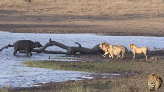 THE BEST LIONS KILL BUFFALO VIDEO EVER - Battle At Kumana Dam, Kruger National Park