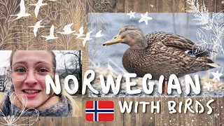 Norske verb og adjektiv: Describing birds in Norwegian! 🌤 🦆 🐦