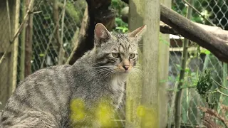 Axe Valley Wildlife Park (17th May 2024)