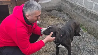 Собака с травмой ноги благодарит за спасение/Dog with leg injury thanks for rescue