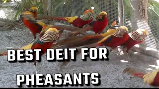 Pheasant Breeding science | Red Golden Pheasant