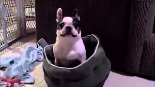 Boston Terrier dog Throws Crazy Fit - Hates New Bed! FUNNY CUTE! (ORIGINAL)