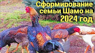 сформирование семьи шамо на 2024 год для заказа на инкубационного яйцо #шамо