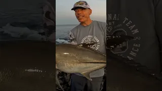 ROCK SHORE - FIGHT #6 - 2024FWU - INSHORE EXPERIENCE FISHING CAPE VERDE SAL ISLAND #shorts