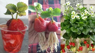 New technique: No need to grow strawberries any garden soil | strawberries growing in water |