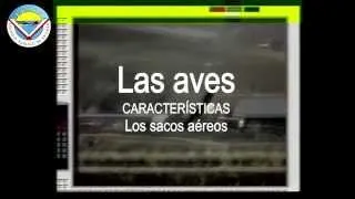 Las aves. Características. Los sacos aéreos