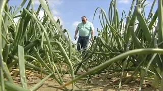 Those Famous Vidalia Onions Are Ahead Of Schedule For 2017