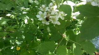 Звуки природы,сбор пыльцы