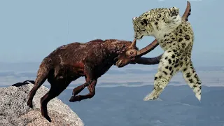 Mountain Goat Tossing Snow Leopard Falls Down From Cliff To Escape - Even The Mighty Can Falter