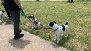 Smooth Fox Terrier Play Date