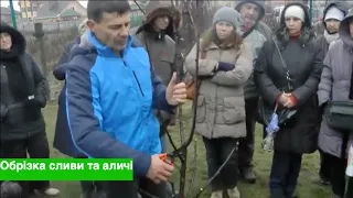 Формуюча обрізка сливи домашньої, аличі крупноплідної та поширених гібридів.