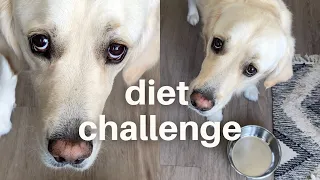 REACTION: Pretending to Put My Dog on a Diet | DOG DIET CHALLENGE