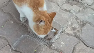 Feeding stray cats