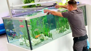 Malawi cichlids move into a 2,000 liter tank