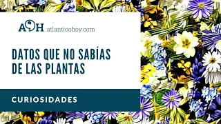 Datos que quizás no sabías de las plantas: Curiosidades.