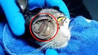 Removing maggots from a poor kitten #1