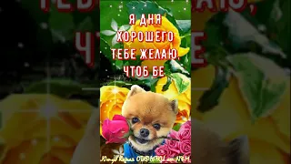 🌹Доброго Дня Отличного Настроения! Открытки Добрый День! #shorts