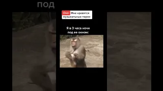 Funny monkey