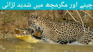 crocodile and tiger fight/cheety ur magar mach ki lrae