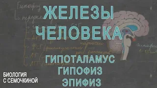 Железы человека: гипоталамус, гипофиз, эпифиз