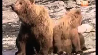 HD Grizzly Bears Catching Salmon Natures Great Events The Great Salmon Run BBC One