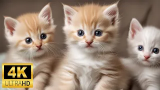 Baby Animals 4K (60 FPS) UHD - Around The World Of Cute Young Animals With Relaxing Music (Color)
