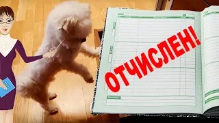 БИЛА ВЫГНАЛИ ИЗ ШКОЛЫ! СПРЯТАЛ ДНЕВНИК ОТ ПАПЫ!