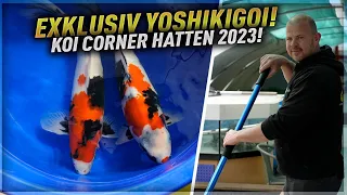 Mehr als überrascht! Koi Corner Hatten 2023! Exklusiv Yoshikigoi!