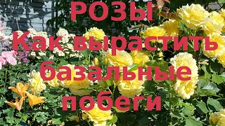 Базальные побеги роз.  Проблемы выращивания.