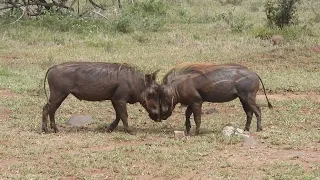 Junge Warzenschweine kämpfen  4K