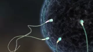 Научно достоверный фильм об оплодотворении яйцеклетки по мотивам "Звёздных воин"