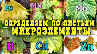 ОПРЕДЕЛЯЕМ КАКИХ МИКРОЭЛЕМЕНТОВ НЕ ХВАТАЕТ ВИНОГРАДУ