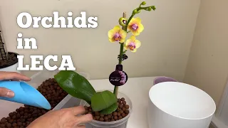 Orchids Repotting to Clay Pebbles | The Green Earth