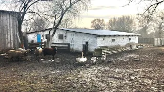 СВИНАРНИК на 100 ГОЛІВ ДЕШЕВО І СЕРДИТО